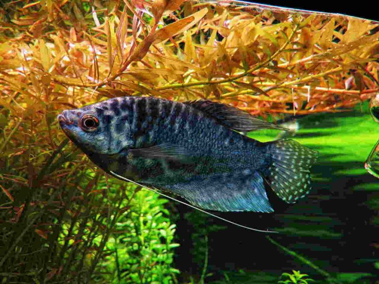 Opaline Gourami: Your Low-Maintenance Pet Fish