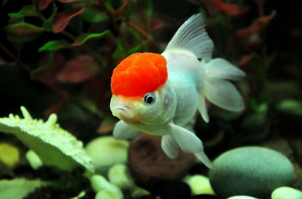 Oranda goldfish tank on sale size