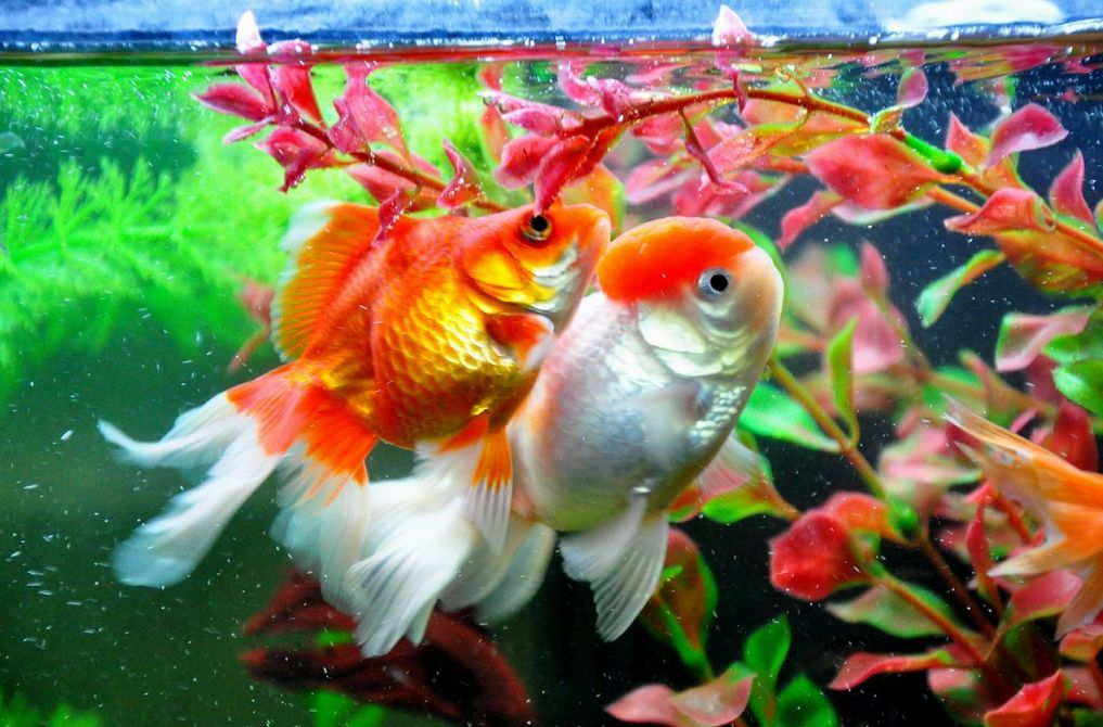 Oranda goldfish clearance tank