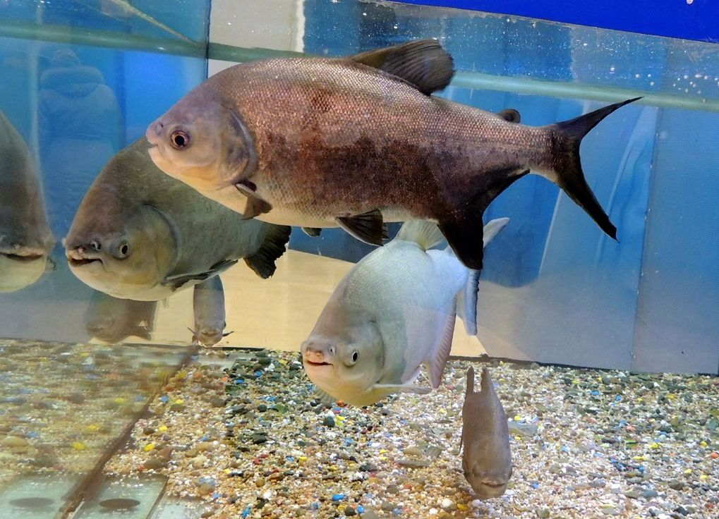 pacu fish in aquarium