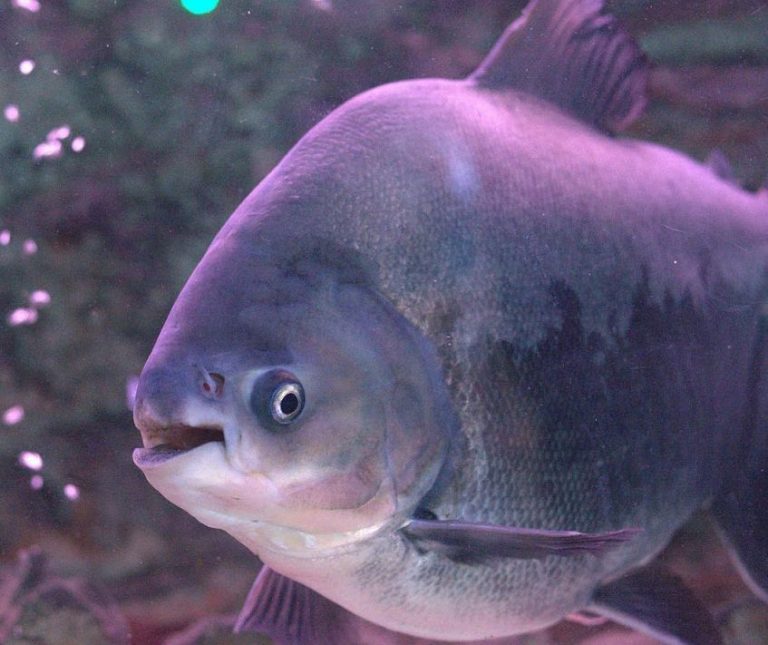Pacu Fish: Size, Care, Lifespan, Tank Mates | MeeThePet