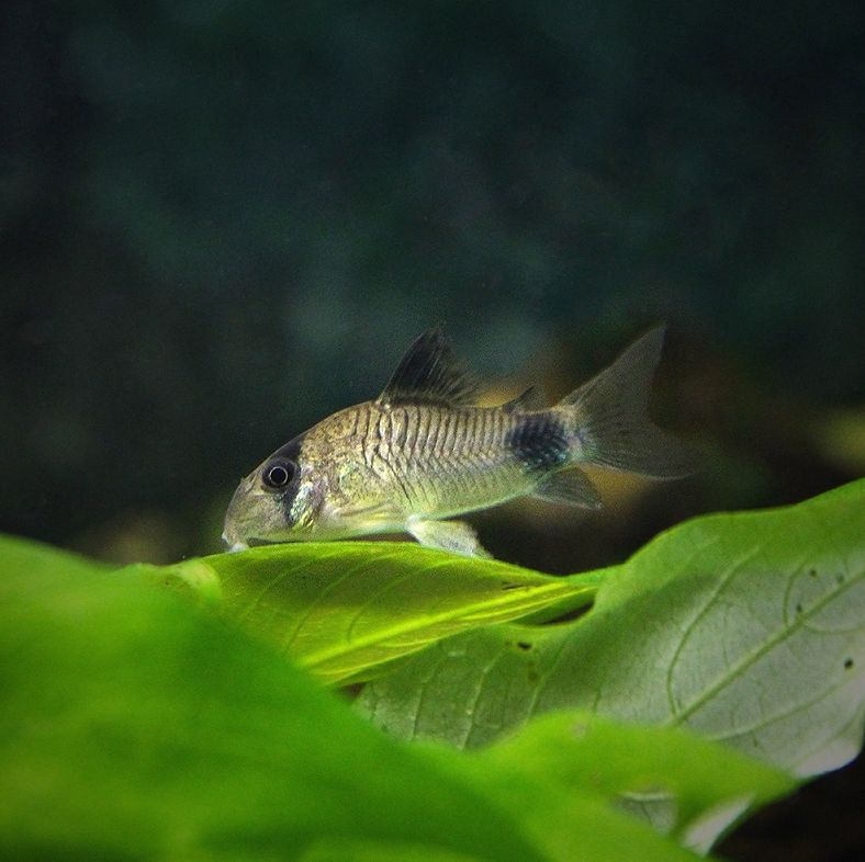 panda cory catfish