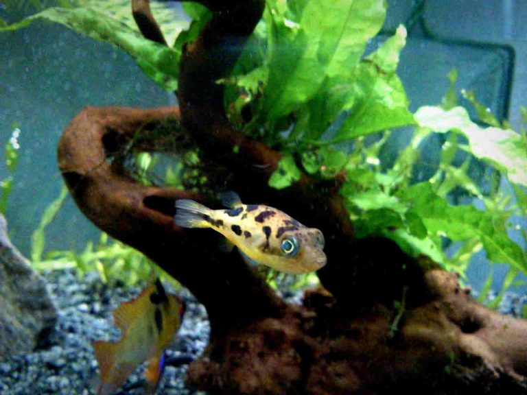 Pea Puffer Care Guide Tank Size, Tank Mates, Lifespan