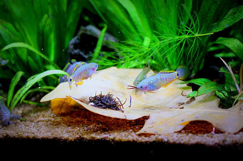 Peacock goby care sale