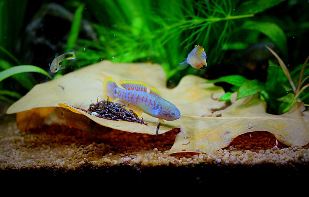 Peacock Gudgeon Tank : r/PlantedTank