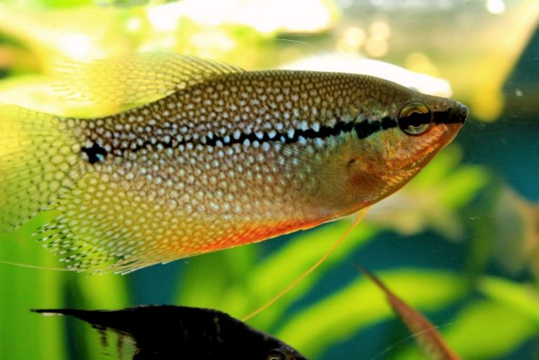 All About Pearl Gourami: Size, Tank Requirements and More