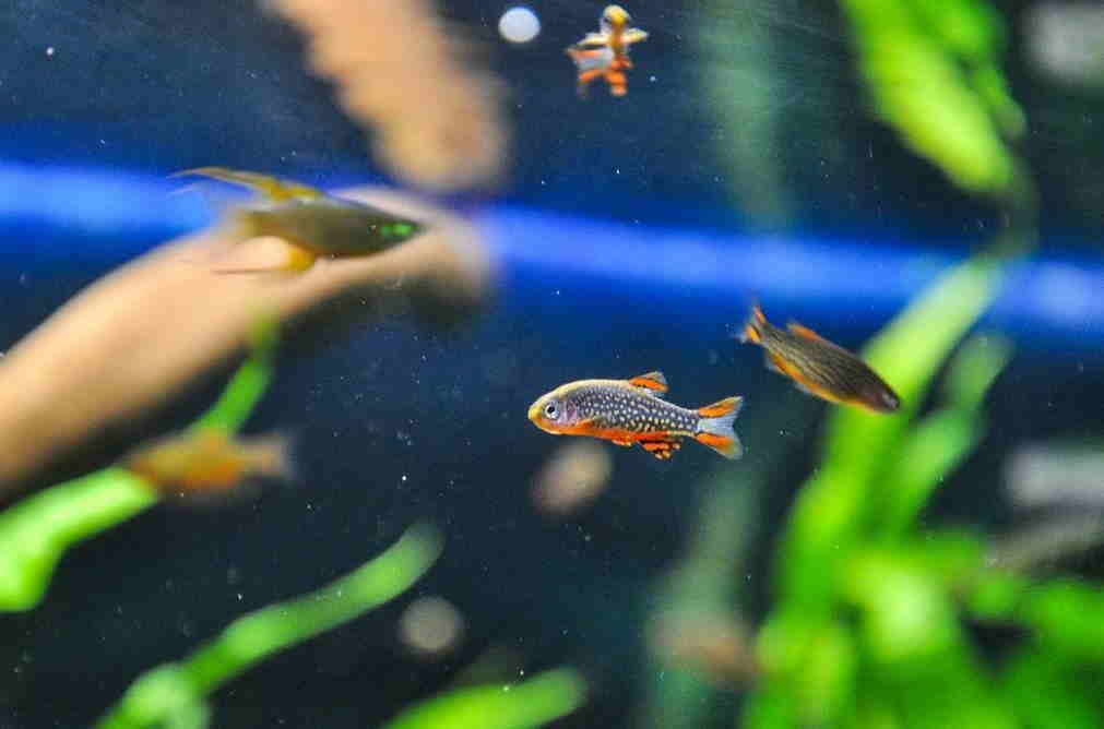 galaxy rasbora school