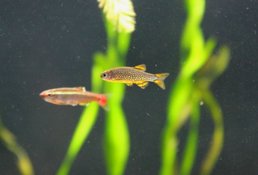 galaxy rasbora school