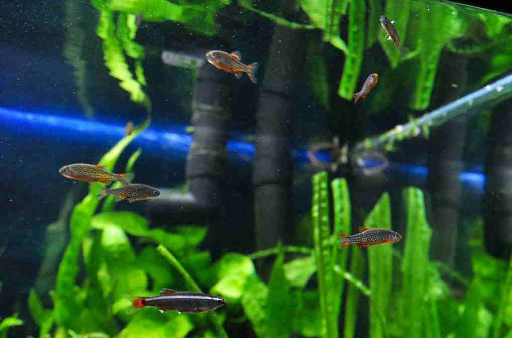 galaxy rasbora school