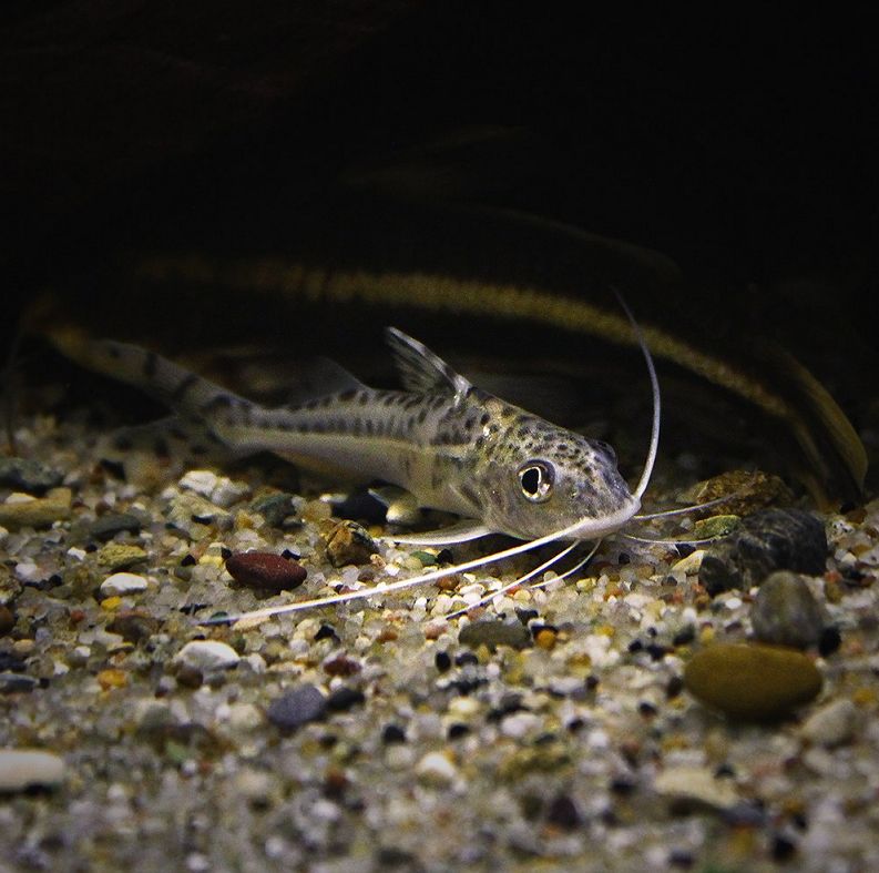 pictus catfish