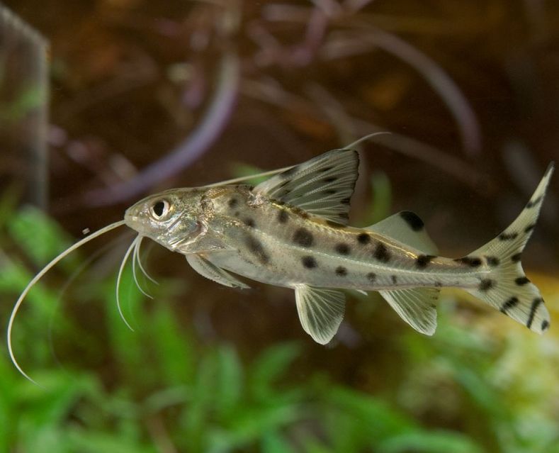 pictus catfish