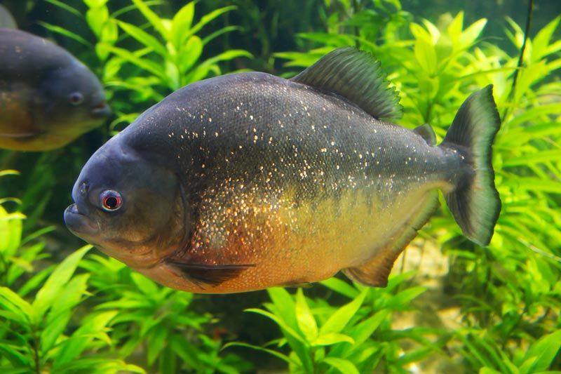 red belly piranha fish tank