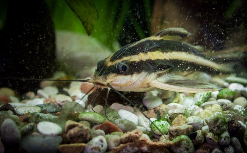 striped raphael catfish full grown