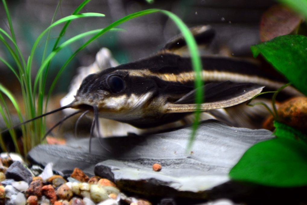 striped raphael catfish full grown