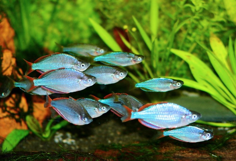 rainbow fish aquarium