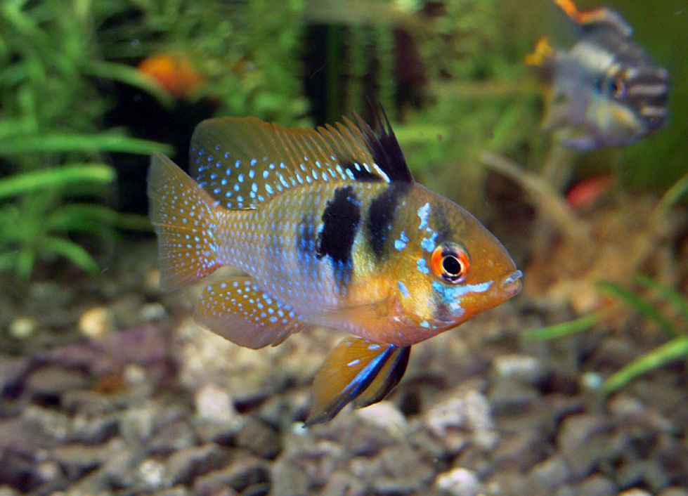 All About Ram Cichlid: Care, Size And Keeping Tips, 49% OFF