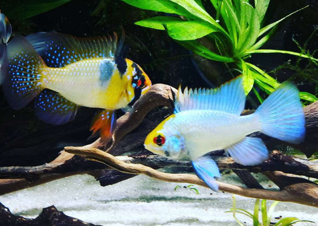 German ram outlet cichlid care