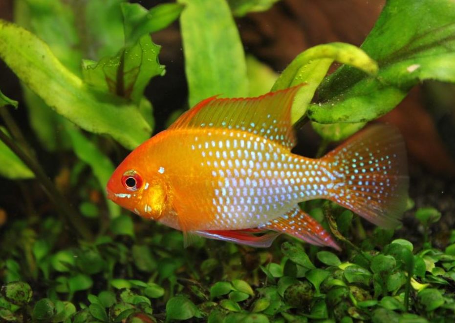 All Ram Cichlid: Size and Keeping Tips