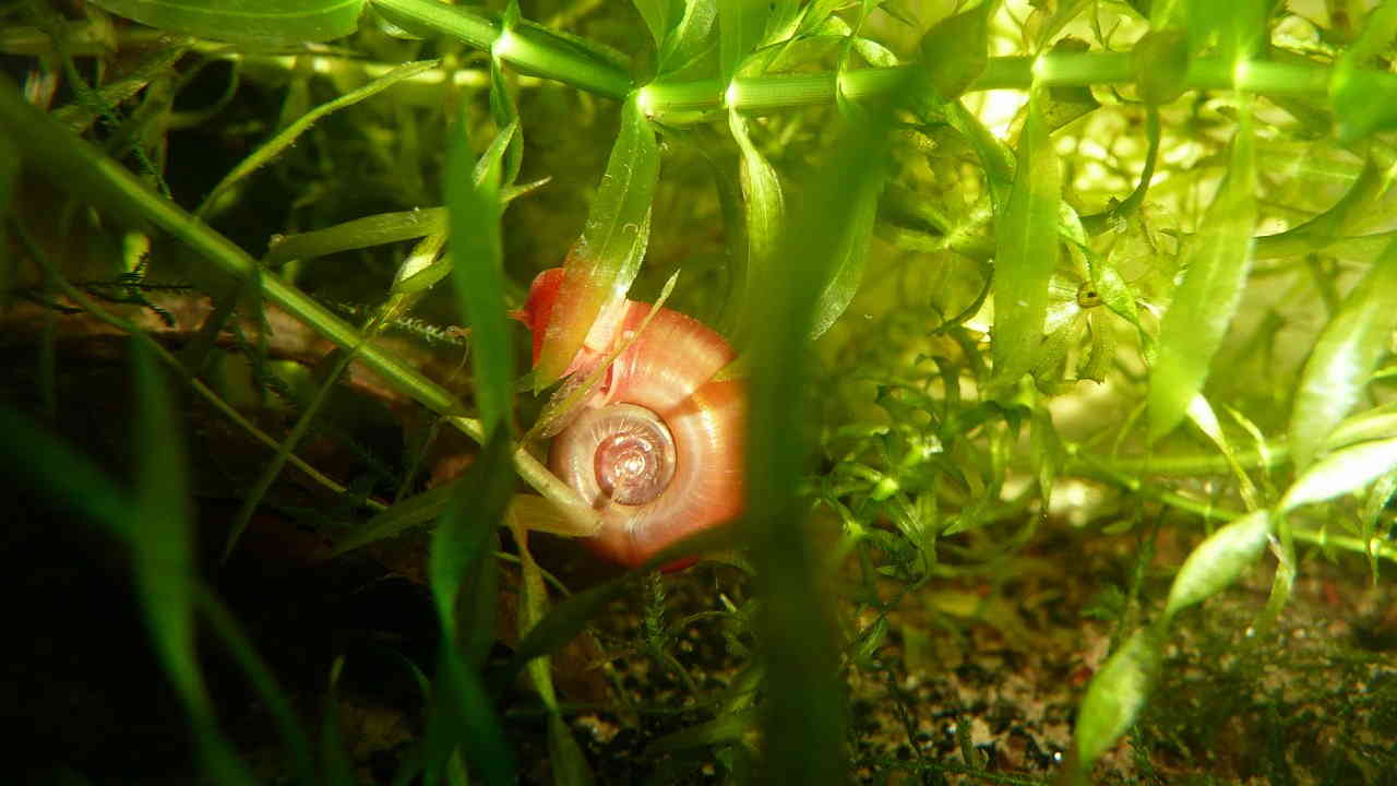 10 Red/Pink Ramshorn Snails (Planorbidae) – AquaBytes