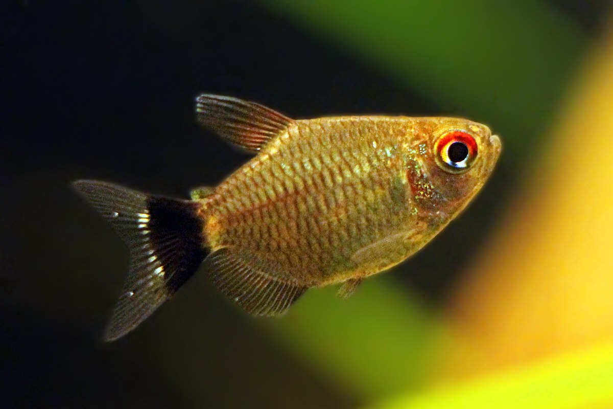 red eye tetra and other compatible fish