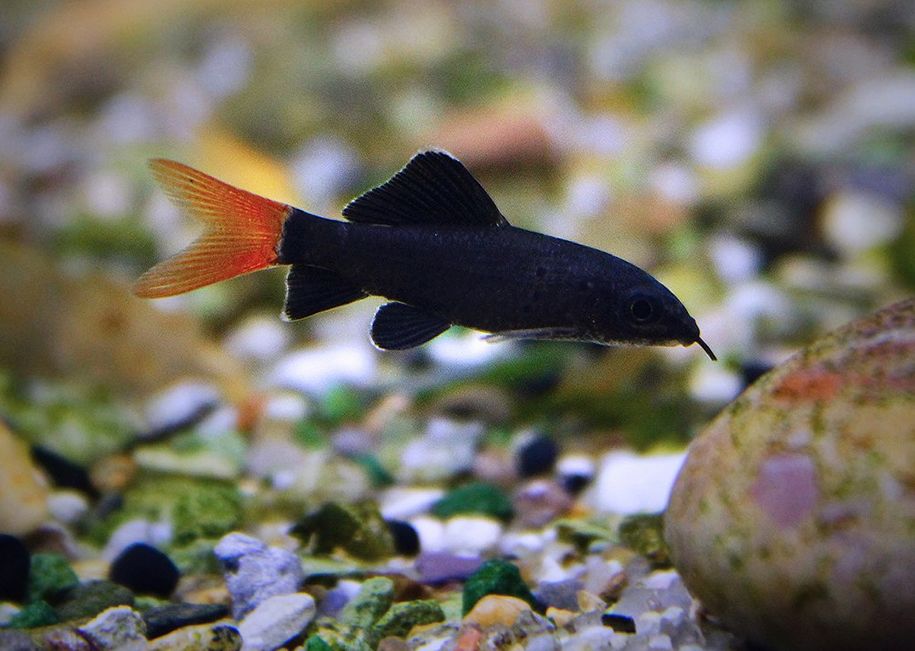 Red tail shark with best sale african cichlids