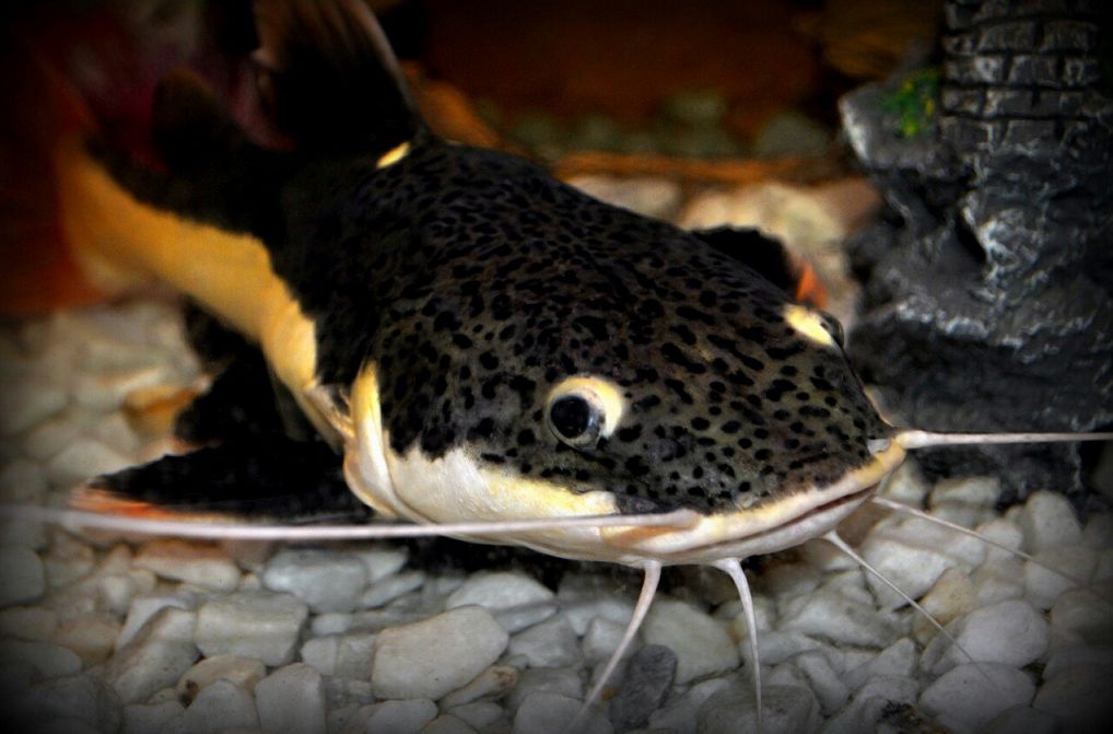 Redtail Catfish Care: Size, Keeping and Aquatic Happiness
