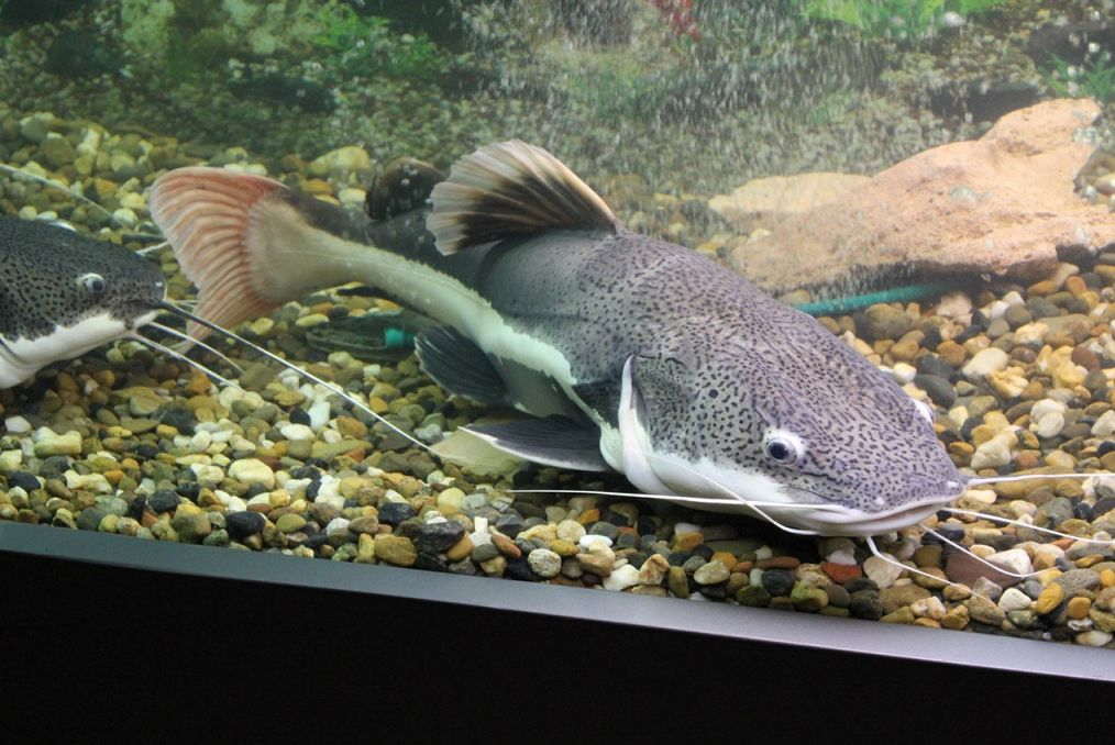 Redtail Catfish Care Guide Tank Size Tank Mates Lifespan