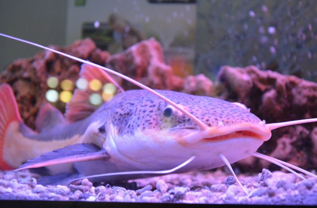 Redtail Catfish: Size, Food, Tank Mates, Care… - Everything Fishkeeping