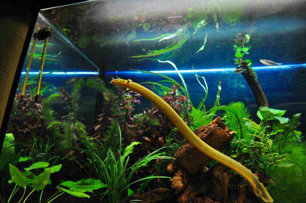 Rope Fish Care Guide And Tank Mates