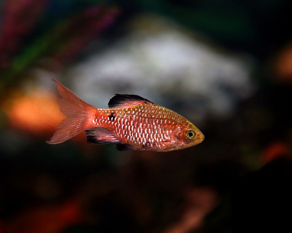 red glass barb