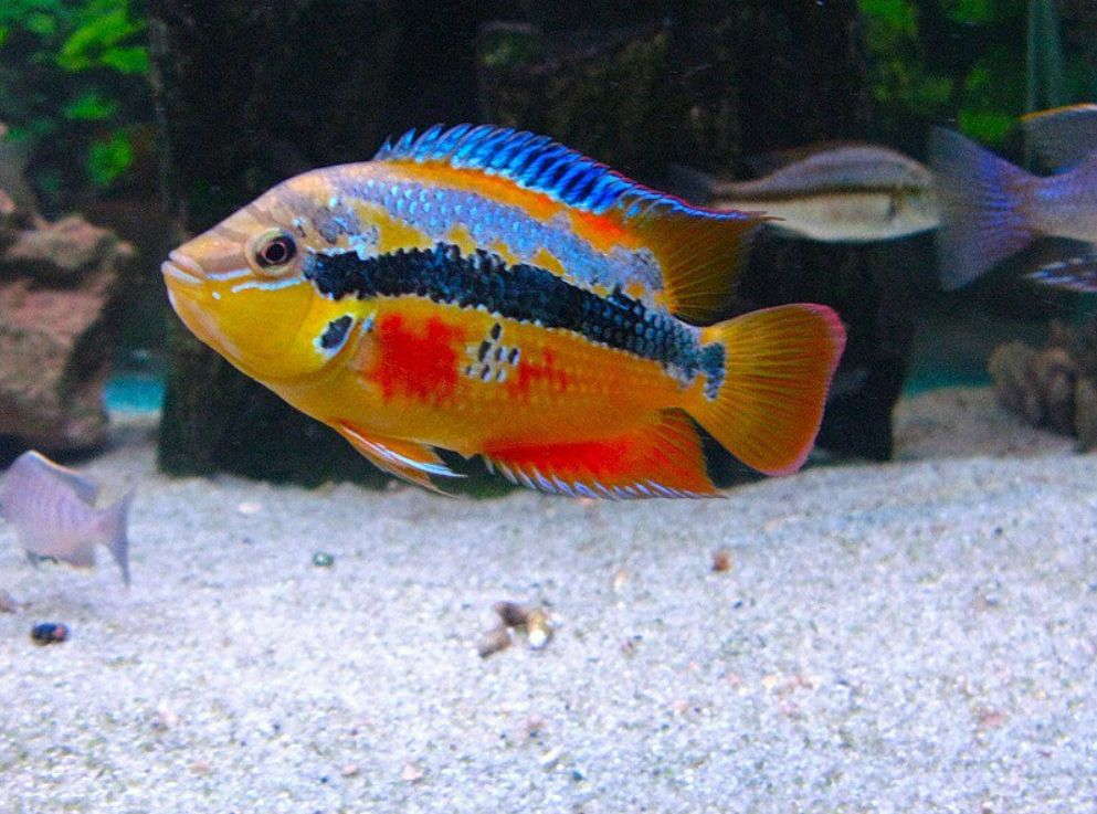 Salvini sales cichlid care