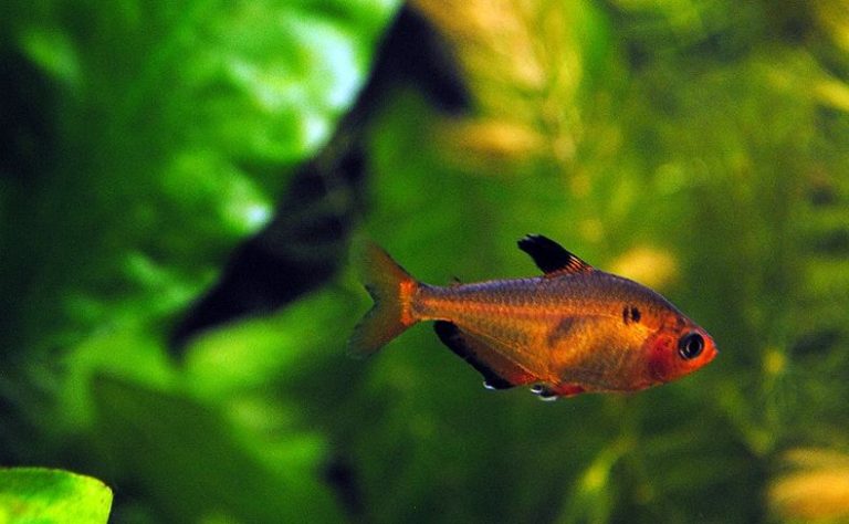 Beginner's Guide to Serpae Tetra Care: Tips for Healthy Fish