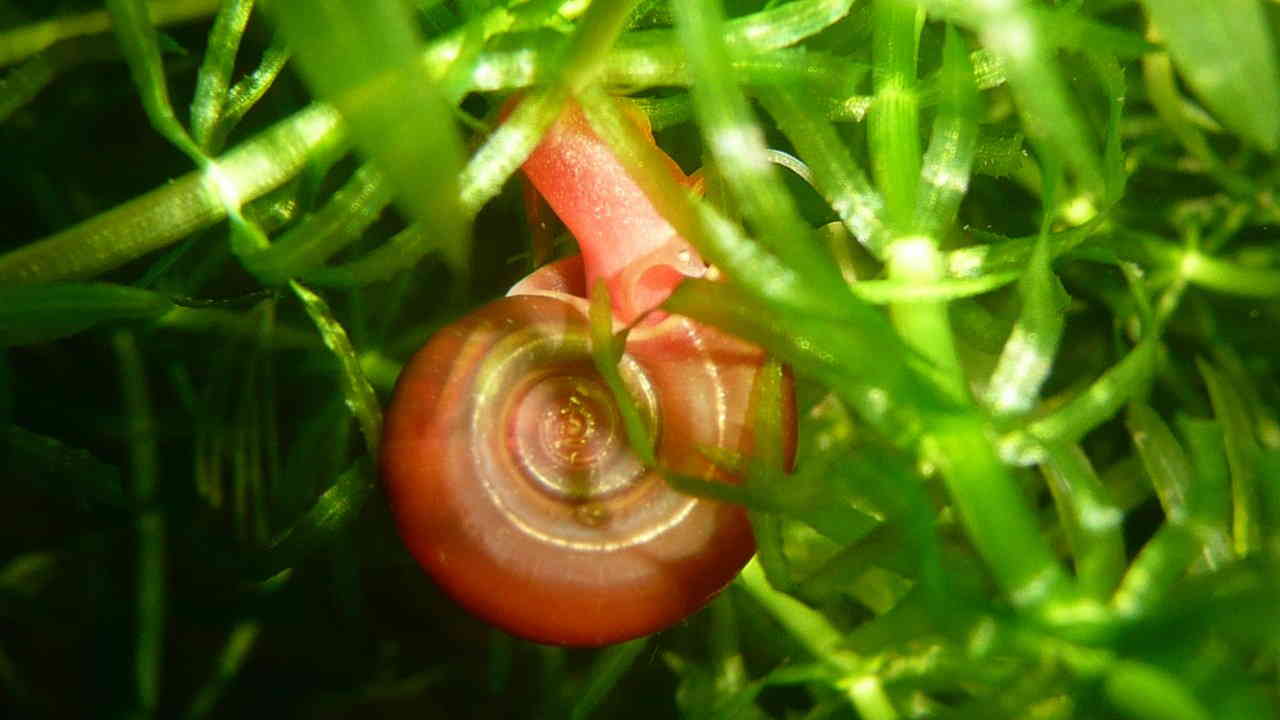 Common fish shop tank snails