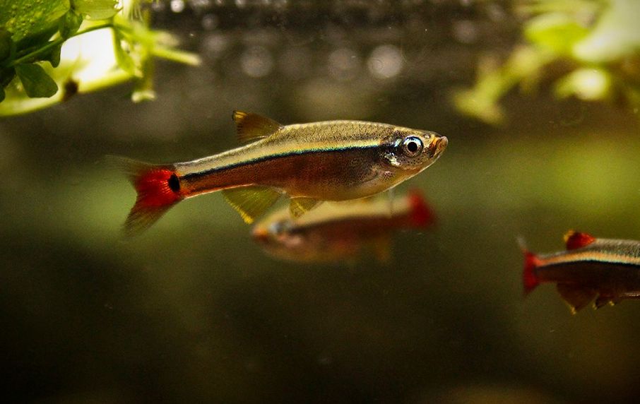 White Cloud Mountain Minnow (2.5 CM)