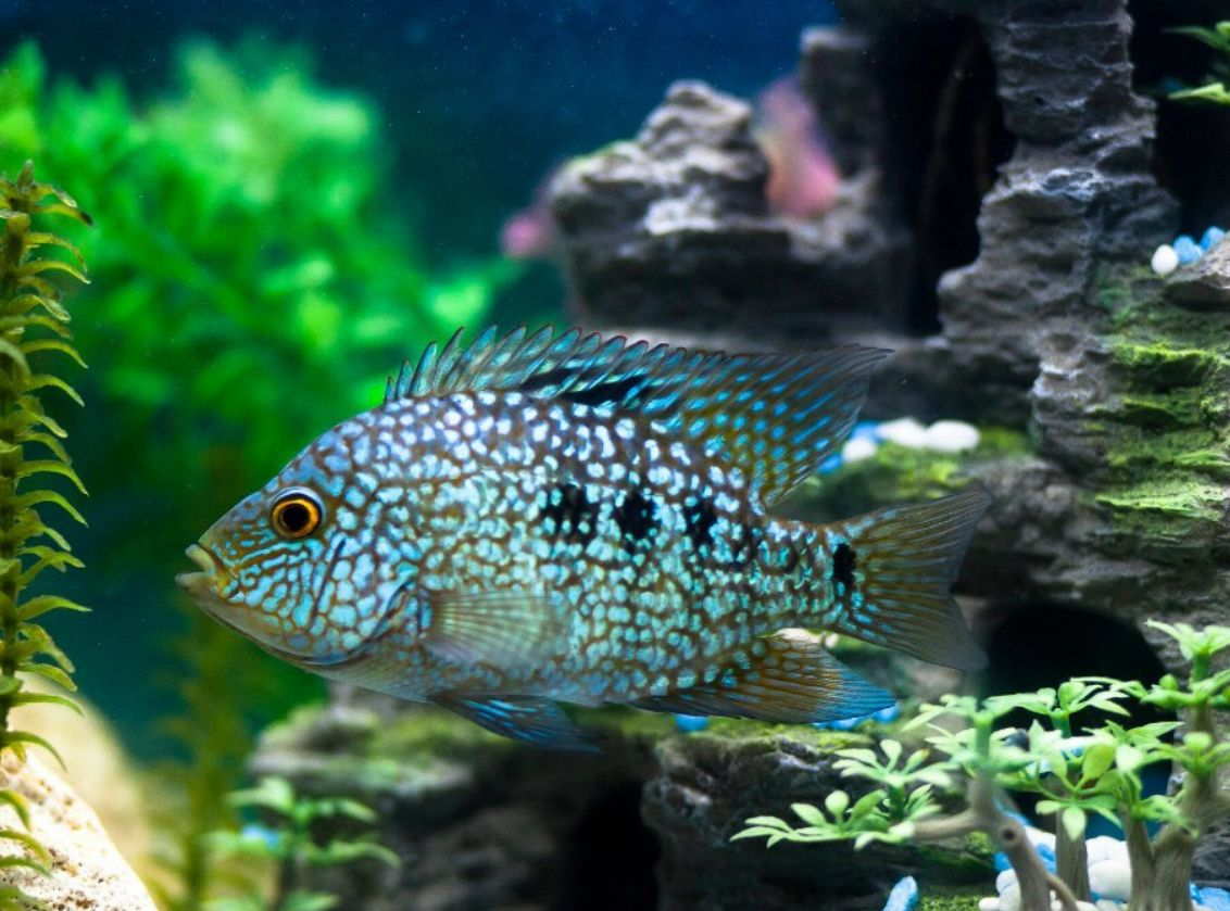 Texas Cichlid Care Guide Tank Size Tank Mates Lifespan