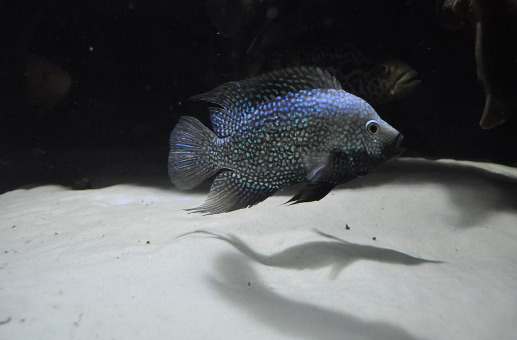 texas cichlids breeding