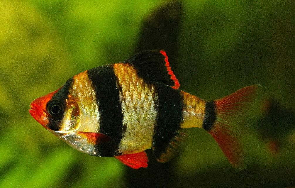 tiger tetra fish