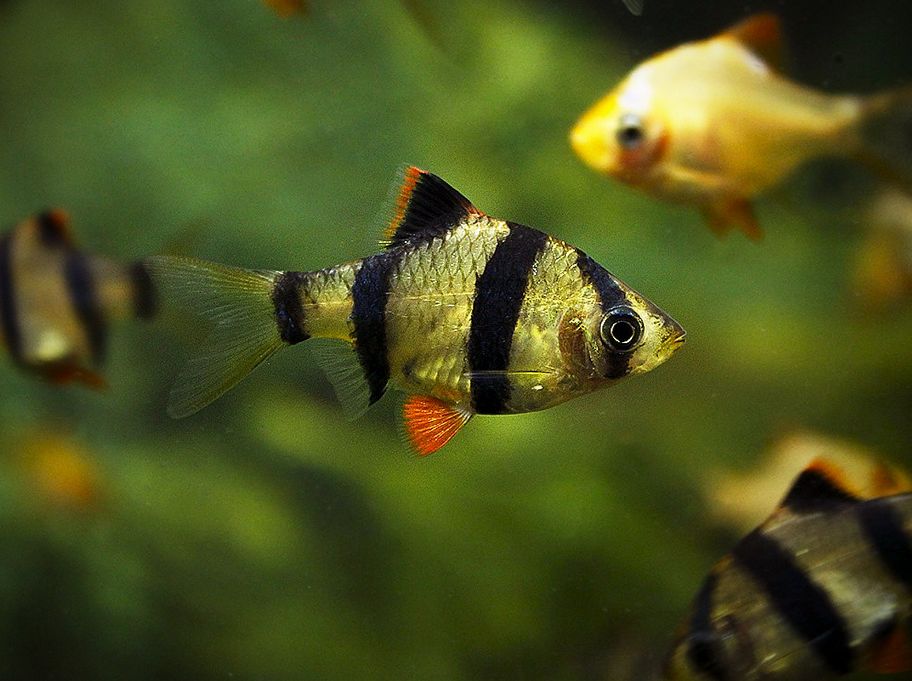 tiger tetra fish