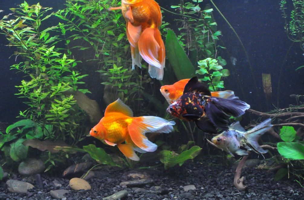 Veiltail goldfish outlet care