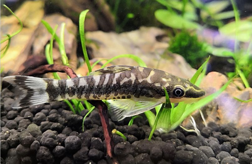 Zebra Oto Catfish: Diet, Tank Size, Compatibility, And More PetHelpful ...