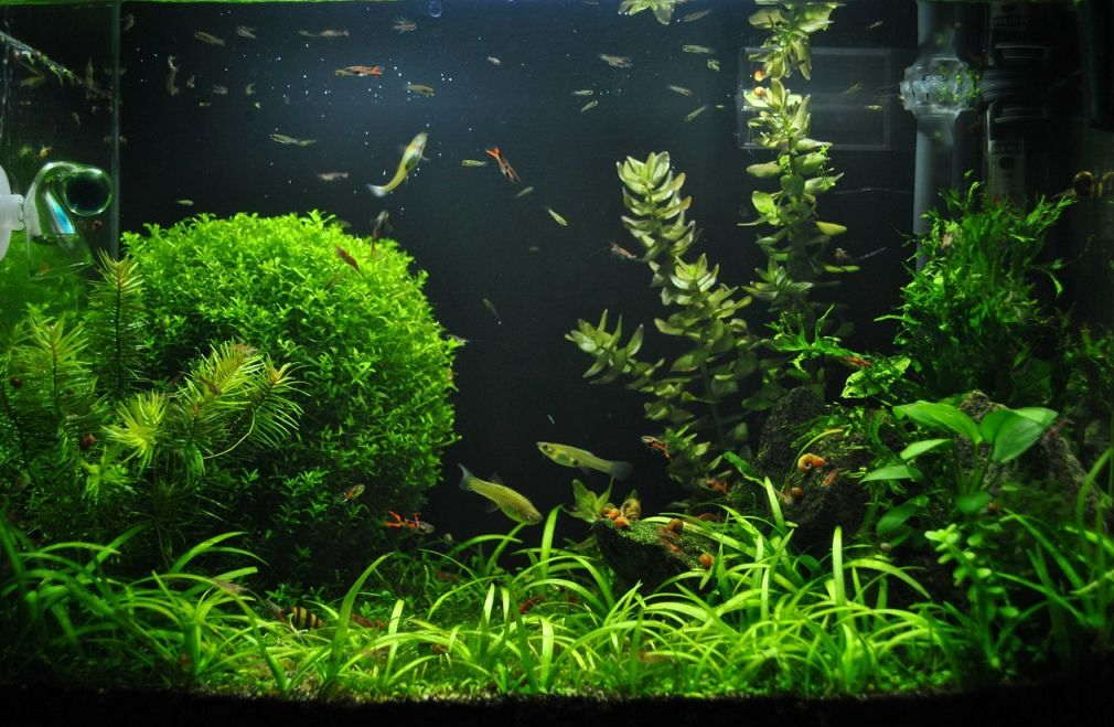 Good aquarium hot sale plants