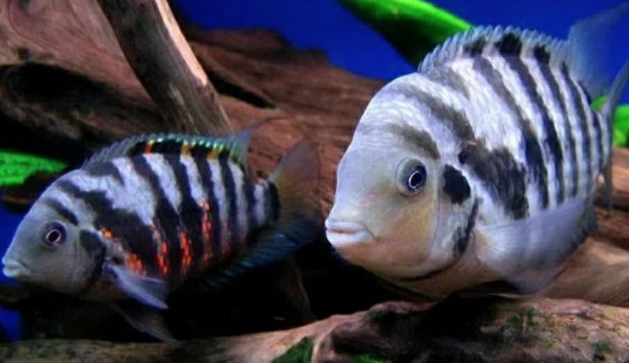 convict cichlid female