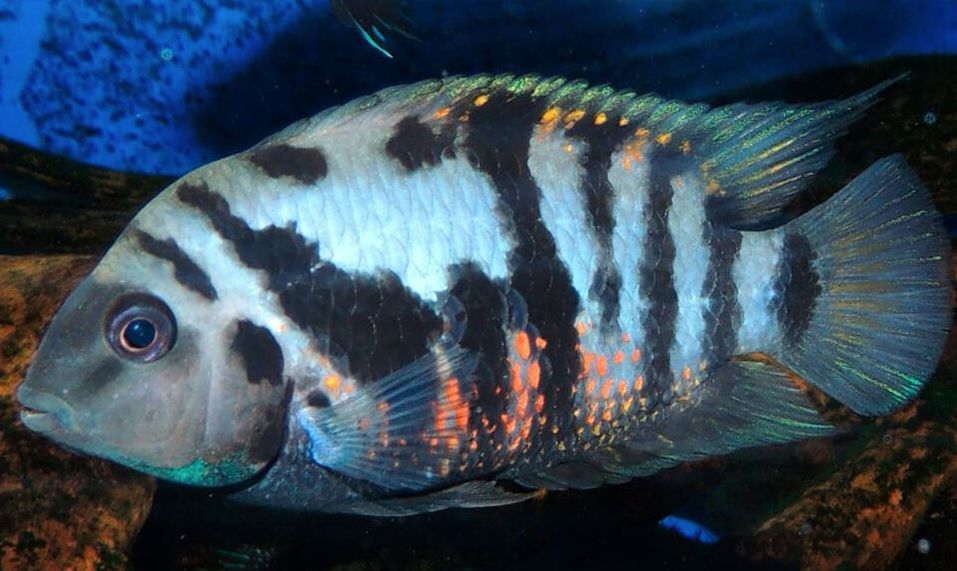 convict cichlid female