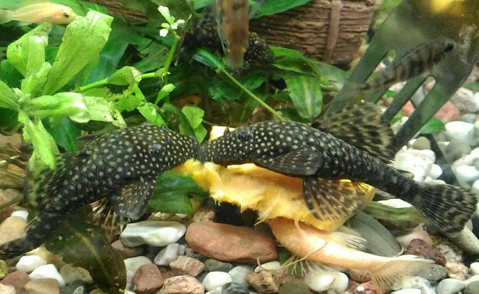 Bristlenose Pleco Care Guide Tank Size Tank Mates Lifespan