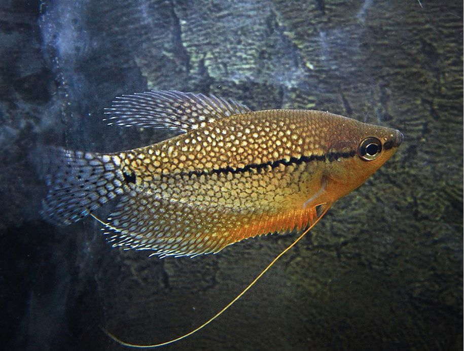 gourami fish male female difference