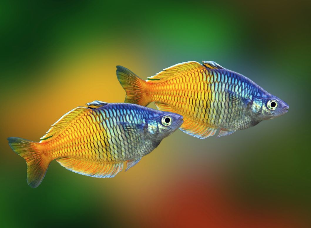 The Basics Of Boesemani Rainbowfish Care And Diet