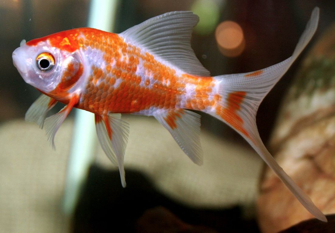 Comet Goldfish In Tank