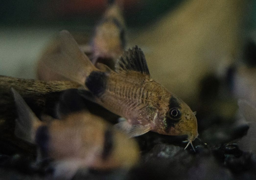 Panda Cory