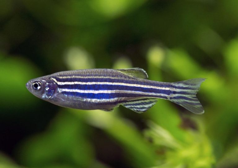 Discover the Zebra Danio: A Beginner-Friendly Care Guide