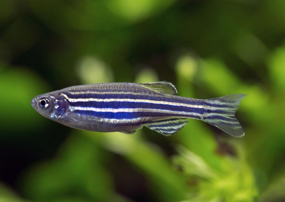 zebra danio eggs